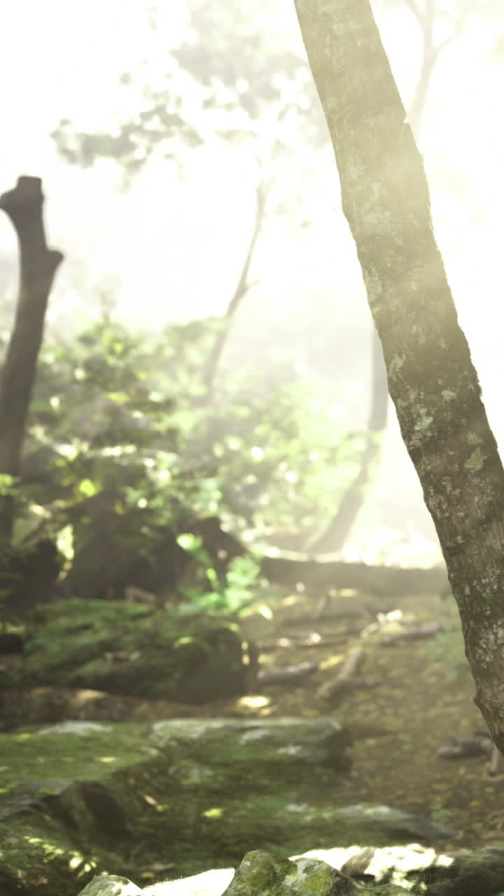 Lush forest pathway illuminated by soft sunlight in tranquil nature setting