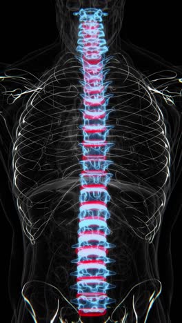 human spine anatomy: 3d model of vertebrae and spinal column