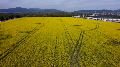 Hohe-Drohnen-Fliegen-An-Einem-Schönen-Tag-Mit-Blauem-Himmel-Mit-Hoher-Geschwindigkeit-über-Ein-Rapsfeld