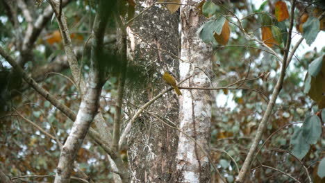 Costa-Rica's-native-bird,-the-Social-Flycatcher,-in-a-serene-pose.