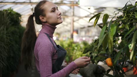 Young-florist-woman-in-apron-checks-a-mandarin-tree-on-the-shelf-in-the-greenhouse.-Tangerines-pn-the-tree