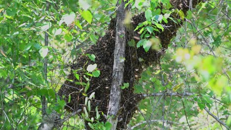 un enjambre de abejas melíferas en un árbol esperando a que los exploradores encuentren una nueva colmena