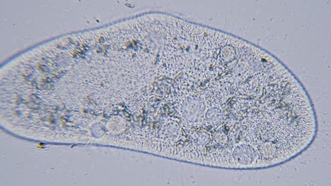 Paramecium-Große-Vergrößerung-Innerhalb-Der-Organellenbewegung-Hellfeldmikroskopische-Ansicht