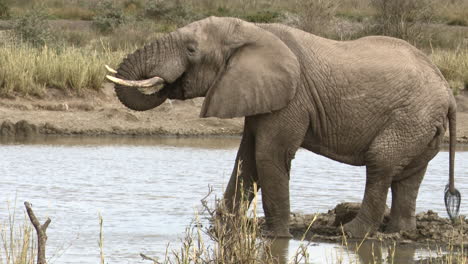 african elephant   bull drinking from lake