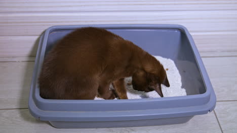 brown pedigree kitten in blue bath. cute burmese cat searching for something in white sand in basin. domestic pet playing indoors.