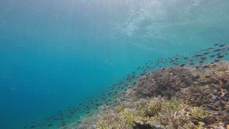 Tropical-and-exotic-fishes-swimming-in-blue-and-pristine-sea-of-in-coral-reef