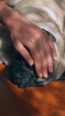 a hand petting a sleeping pug