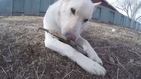 SLOW-MOTION---Close-up-of-a-white-dog-in-a-yard-chewing-on-a-piece-of-wood