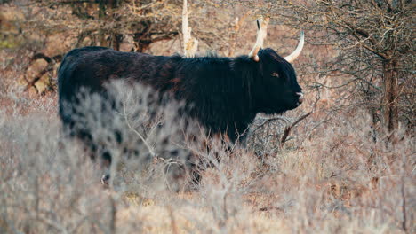 Black-Highland-Cattle-Chewing-And-Sticking-Out-The-Tongue-Near-Forest-At-Netherlands