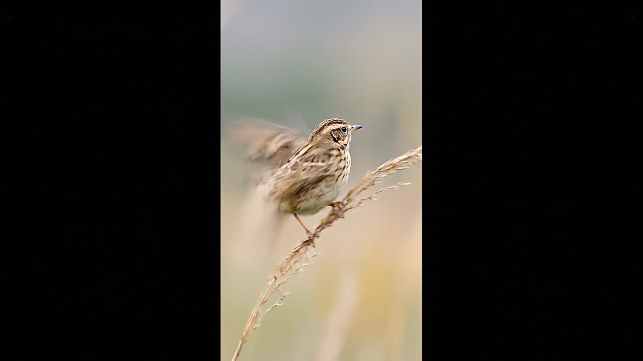 Uccello canoro marrone appollaiato su un gambo d'erba secca, con un'aria attenta, in un campo aperto con uno sfondo neutro e soffuso.