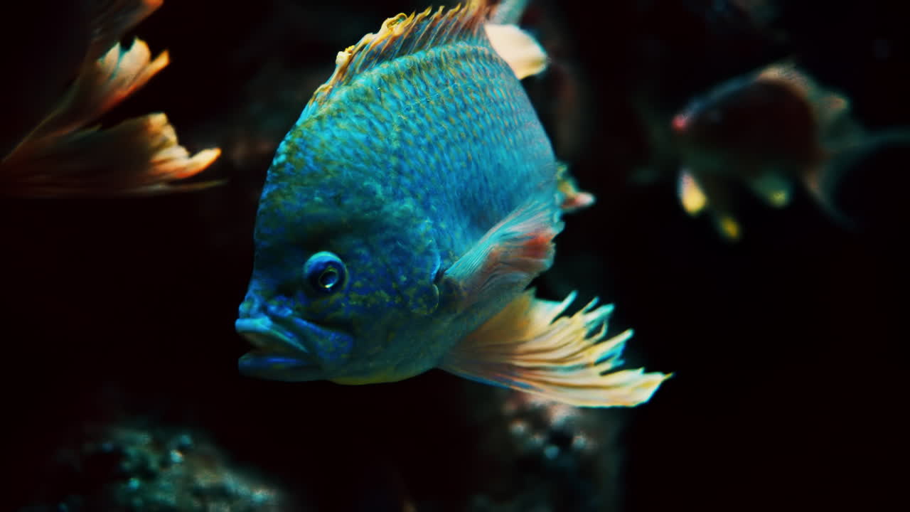 Close up of a Chromis viridis fish surrounded by multiple Ophthalmotilapia ventralis fish swimming near coral reefs
