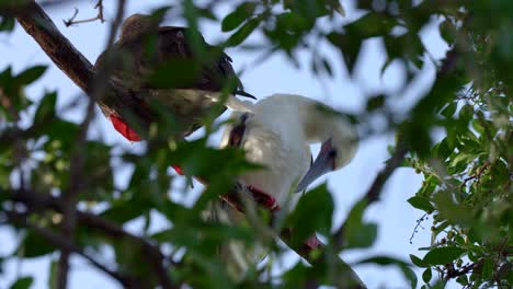 un macho de patas rojas en un árbol que se apaña en el sol en la pequeña isla caimán en las islas caimán