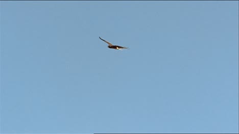 Schwenkaufnahme-Nach-Der-Flugbahn-Eines-Steinadlers-(Aquila-Chrysaetos)-über-Rostfarbenem-Gras