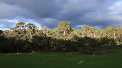 Dark-Cloudy-Sky-Over-Forest-Tree-Line,-Pan-Right-Clip