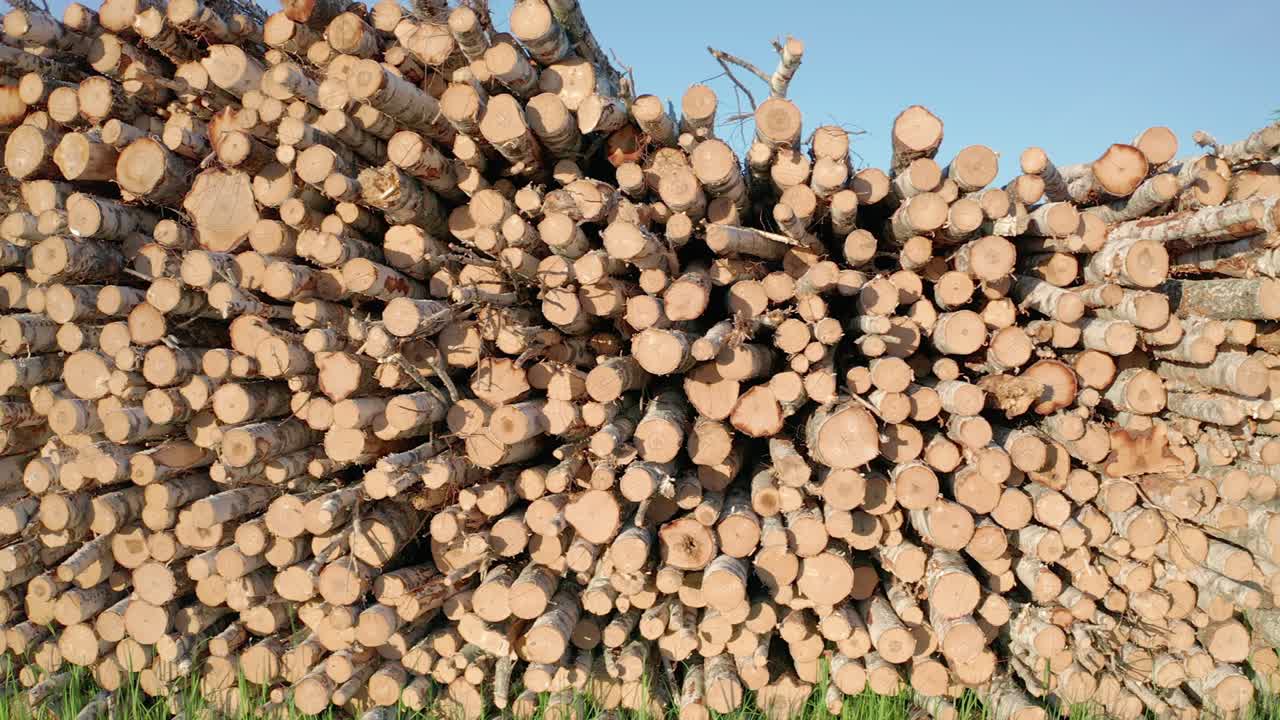 숲 속 의 초록 잔디 에 있는 버드 나무 의 어진 줄기 들