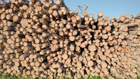 cut logs of birch on the green meadow in the forest