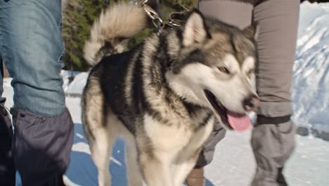 walking with husky