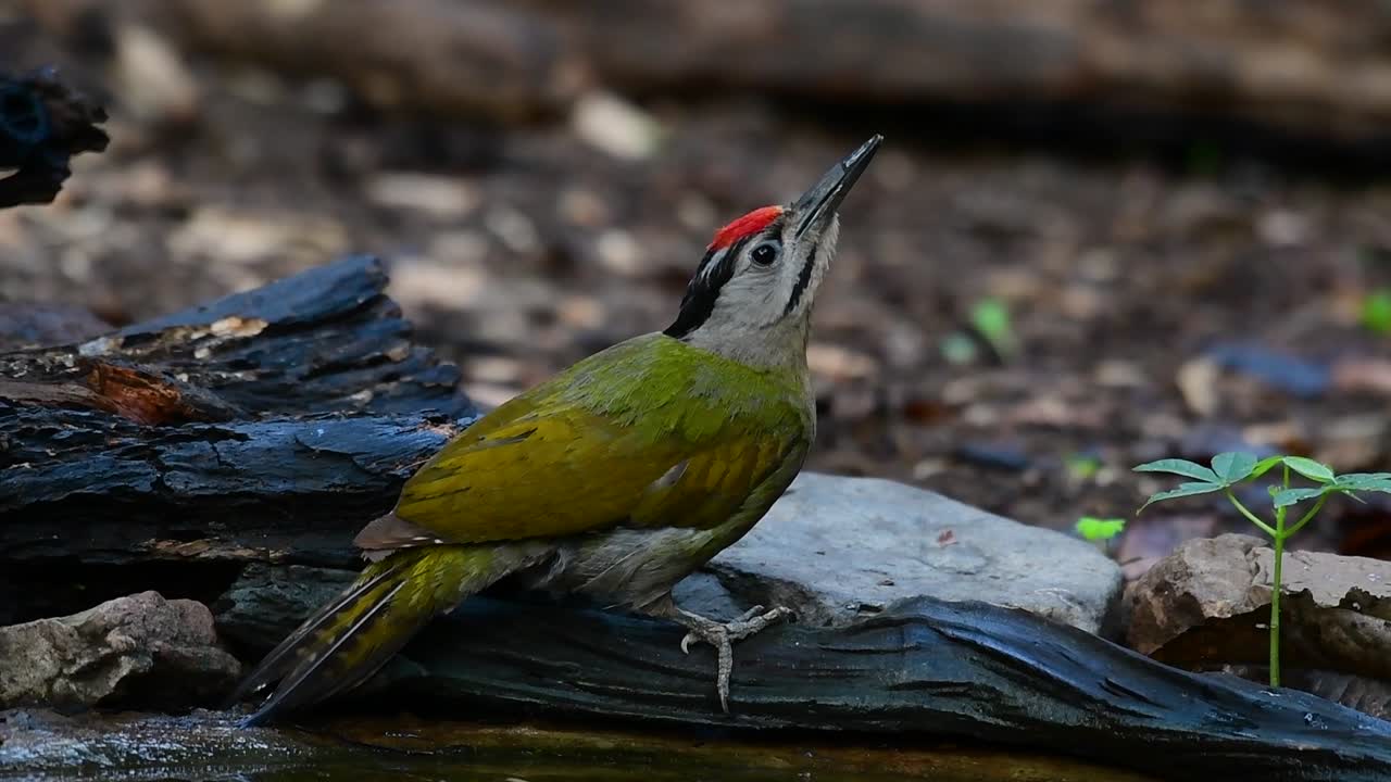 el pájaro carpintero de cabeza gris también se llama pájaro carpintero de cara gris se encuentra en muchos parques nacionales en tailandia y es muy particular en la elección de su hábitat para que prospere