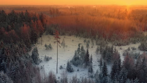 aerial flyover beautiful winter forest landscape during golden sunset in nature