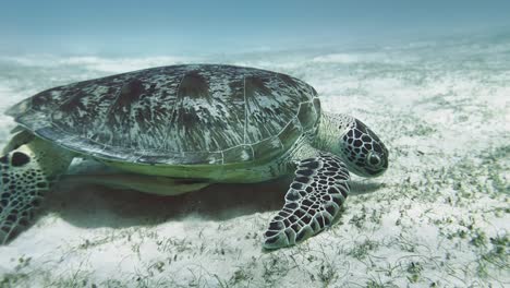 green sea turtles, marine reptiles with distinctive greenish-colored fat