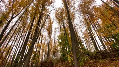 tell-trees-during-peak-foliage-with-orange-and-yellow-leaves-on-a-rainy-day