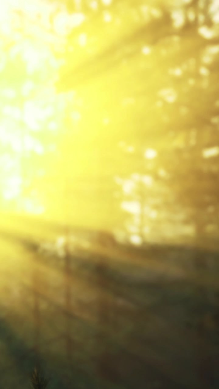 Sunlight filters through trees on a bright morning in the forest