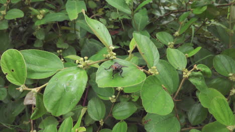 a fly sitting on a leaf in nature