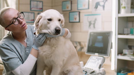 female vet petting golden retriever dog in clinic