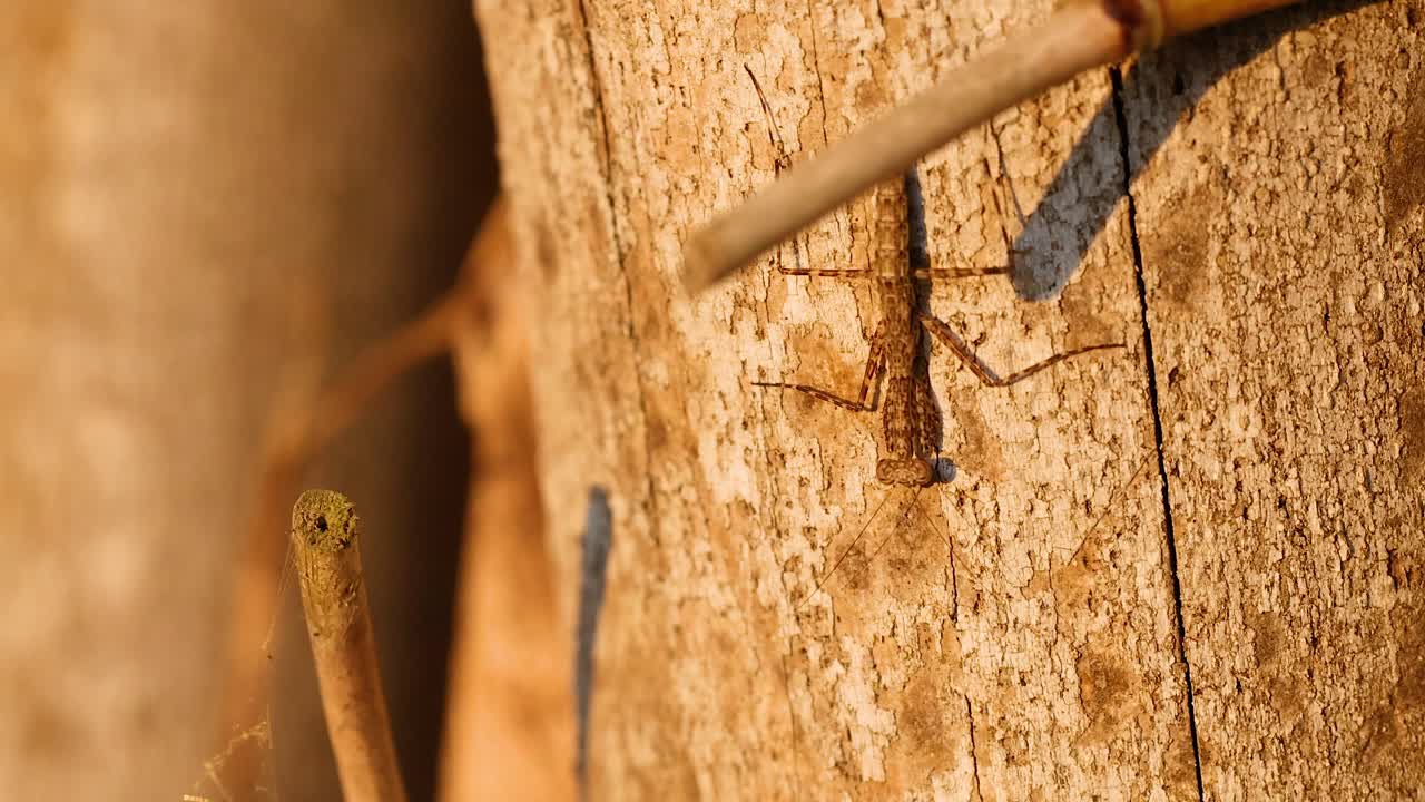 mantis orando trepando a la corteza de los árboles en los jardines botánicos
