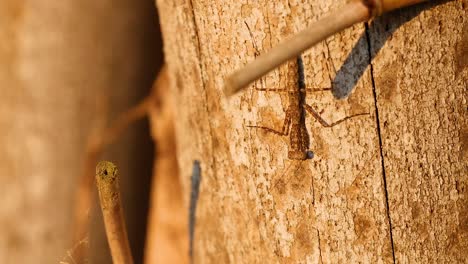 praying mantis climbing tree bark in botanic gardens