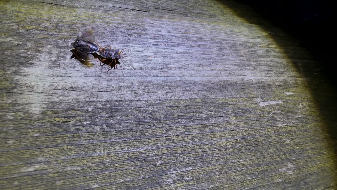 los insectos del bosque de apareamiento (pentatoma rufipes) caminando por la noche sobre una vieja mesa de madera robusta. estonia.
