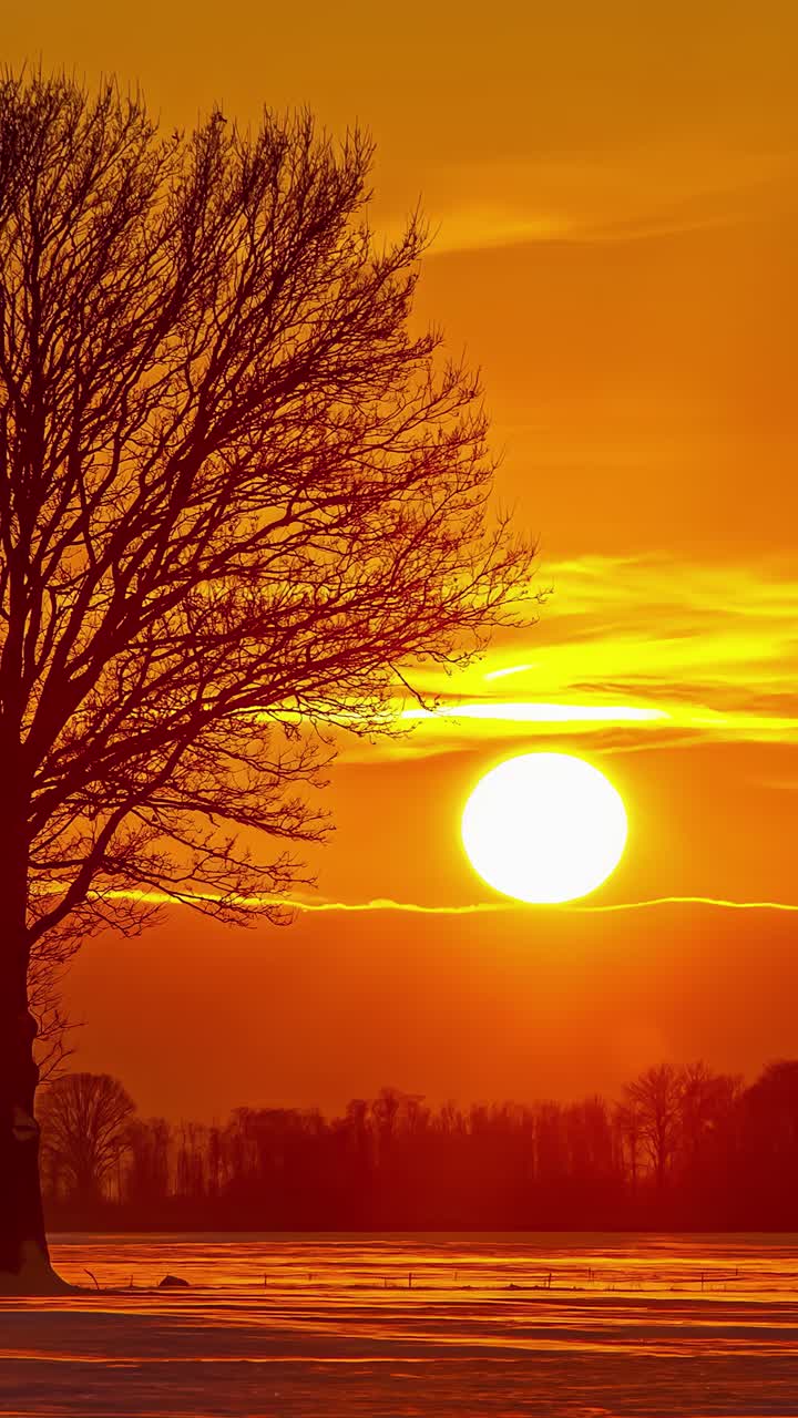 Timelapse view of sunset at background with a silhouetted bare tree in foreground