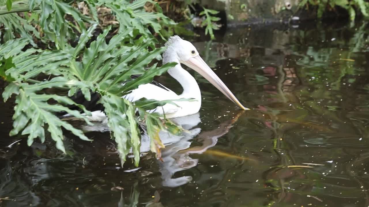 Pelican Swimming Gracefully in Dark Pond with Natural Green Surroundings