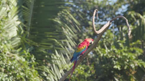 adult scarlet macaw perched on branch in tambopata national reserve