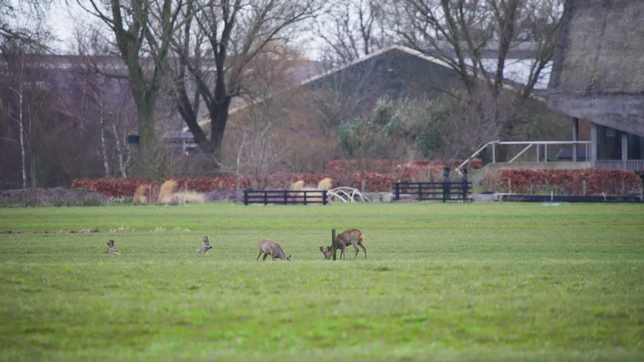 grupo de ciervos pastando en el pasto herboso de la granja en otoño