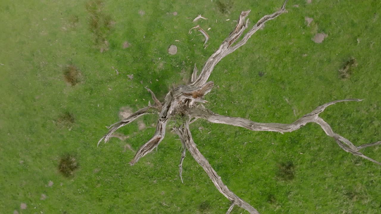 Top down rising rotating view over a dead tree in a field at Nicky Nook, Lancashire.