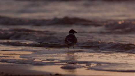 Sunrise-on-the-beach-of-the-Gulf-Coast-featuring-seagulls