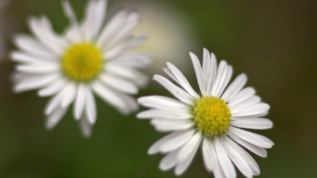 Primo piano 4K di un fiore di margherita che ondeggia al vento nella natura selvaggia nel Dorset, Inghilterra. Il video presenta una splendida illuminazione naturale, un'ottima qualità estetica visiva e uno sfondo sfocato.