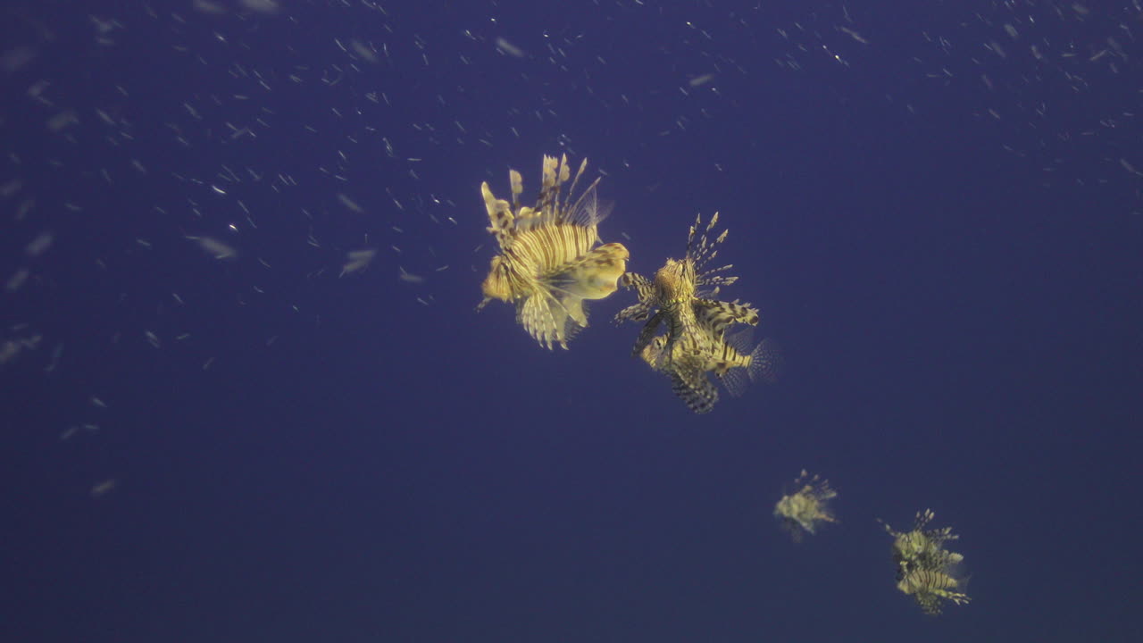 Lionfish Swimming in Blue Water