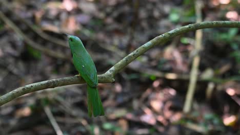 Leerer-Sitzplatz,-Dann-Kommt-Der-Vogel-An-Und-Legt-Seinen-Rücken-Frei,-Dann-Schaut-Er-Sich-Um,-Um-In-Richtung-Wald-Zu-Fliegen,-Blaubärtiger-Bienenfresser-Nyctyornis-Athertoni,-Thailand