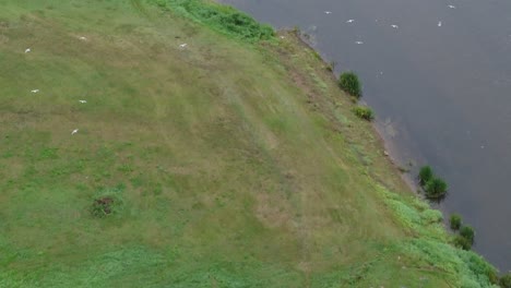 pájaros volando sobre el río neris en el casco antiguo de kaunas, lituania