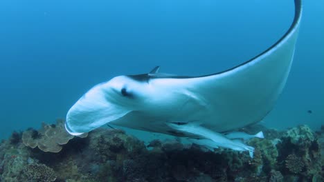 a large manta ray swimming near a underwater cameraman