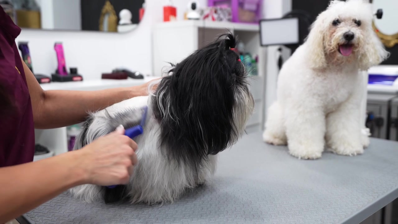 Professioneller Hundefriseur bürstet das Fell eines Shih Tzu Hundes