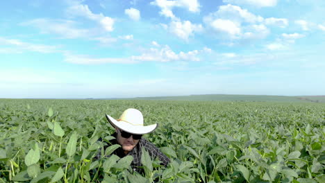 agronomist inspecting soya bean crops growing in the farm field