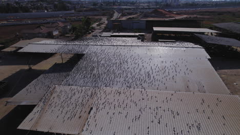 Paralaje-Aéreo-Sobre-Cientos-De-Palomas-Que-Están-En-El-Techo-De-Un-Granero