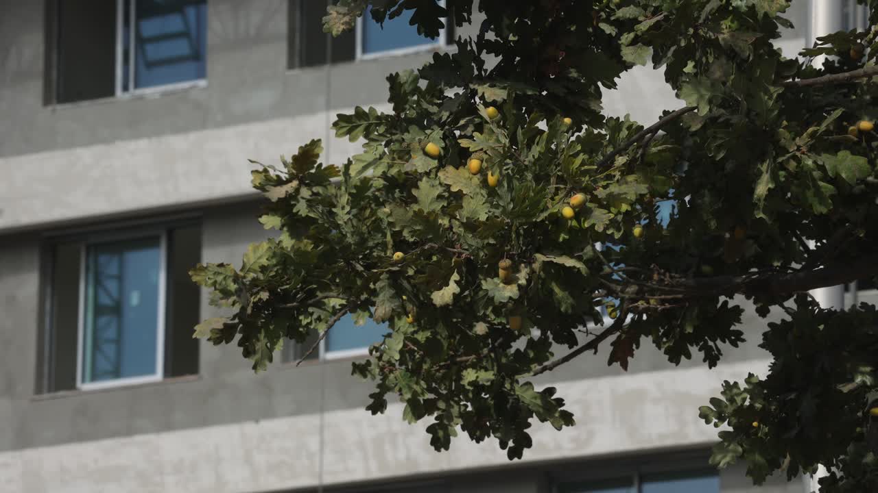 Oak and building under construction
