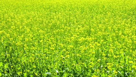 Leuchtend-Gelbes-Rapsfeld-Unter-Der-Hellen-Sonne,-Perfekt-Für-ökologische-Themen