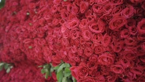 wall of beautiful red roses for decoration of romantic wedding or festivals , slow motion camera movement