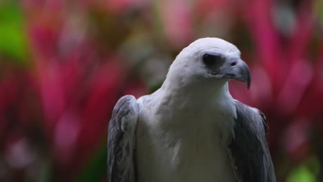 海鷹 (haliaeetus leucogaster) 的背部和下半身都被海鷹所遮蔽,而海鷹的背部也被海鷹遮蔽