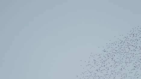 Eine-Große-Formation-Eines-Vogelschwarms-Am-Himmel